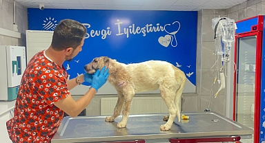13 yerinden bıçakladığı köpeğine 150 dikiş atıldı