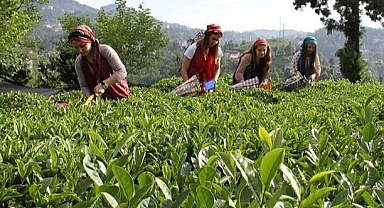 2023 yaş çay fark ödemesi destek miktarı belli oldu!
