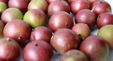 Limondan 60 kat fazla C vitamini içeriyor!