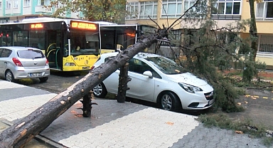 Maltepe'de ağaç otomobilin üzerine devrildi