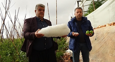 Mersin'de etkili olan dolu, tarım ürünlerine zarar verdi