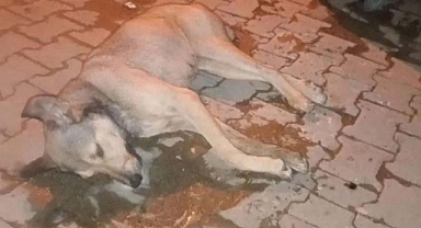 Aydın'da 5 sokak köpeği zehirlenerek öldürüldü