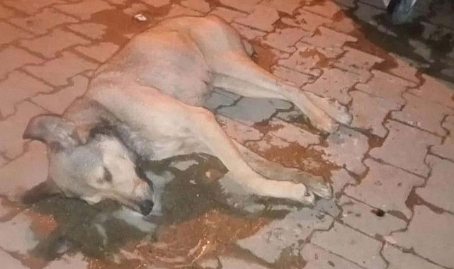 Aydın'da 5 sokak köpeği zehirlenerek öldürüldü