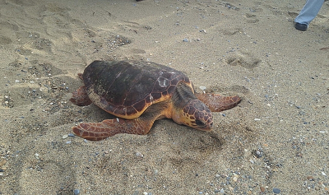 Tedavisi tamamlanan 3 deniz kaplumbağası Kuşadası'ndan törenle denize salındı