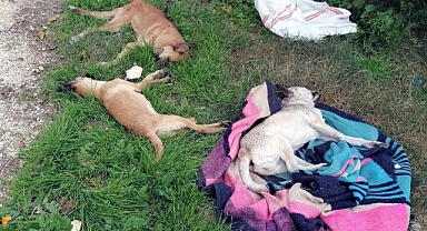 Zehirlenen 10 köpek öldü