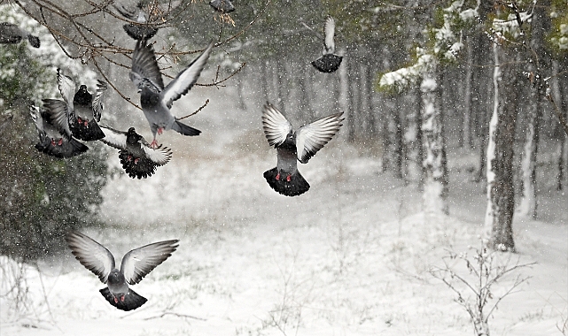 Doğu Karadeniz'in iç kesimlerinde yoğun kar yağışı bekleniyor