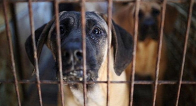 Güney Kore, köpek eti ticaretini yasaklıyor