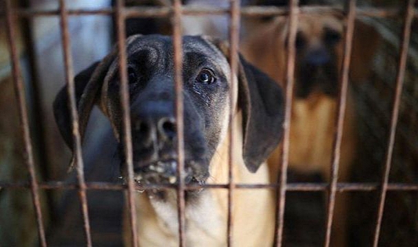 Güney Kore, köpek eti ticaretini yasaklıyor