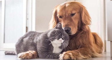 Kedi ve köpekler için istenen kuduz testlerine QR kodlu doğrulama