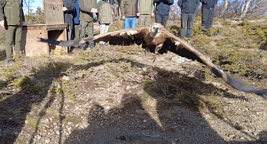 Tarlada bitkin bulunan 'kızıl akbaba' tedavisinin ardından Uludağ'da doğaya salındı