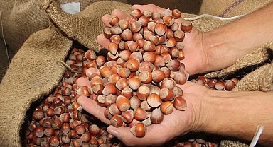Fındık alım fiyatları açıklandı