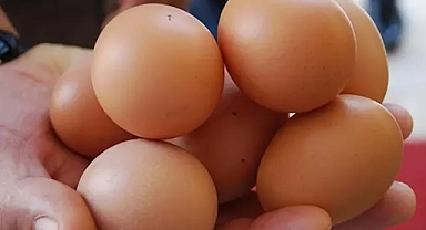 Ticaret Bakanlığı'ndan yumurta ihracatına fon kesintisi kararı
