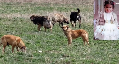 Sahipsiz köpeklerin saldırdığı iki yaşındaki çocuk yaşamını yitirdi