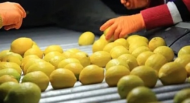 Limon ihracatı geçici olarak durduruldu